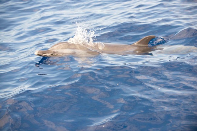 Pantropical Spotted Dolphin - BMMRO