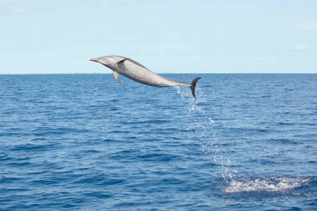 Pantropical Spotted Dolphin leap - BMMRO copy