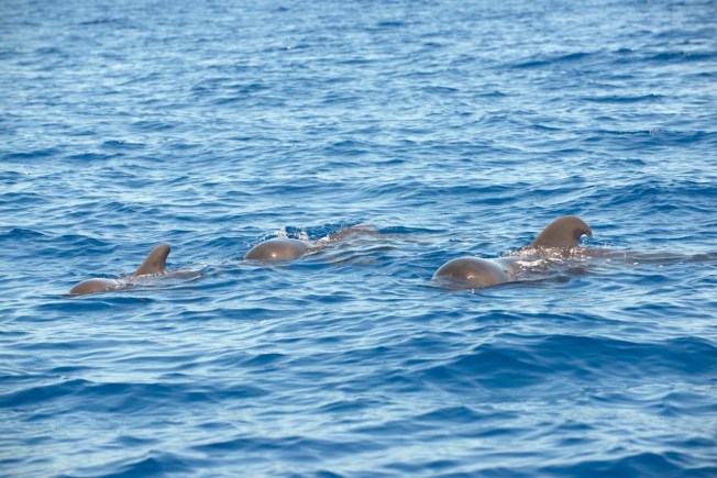 Pilot Whales - BMMRO copy