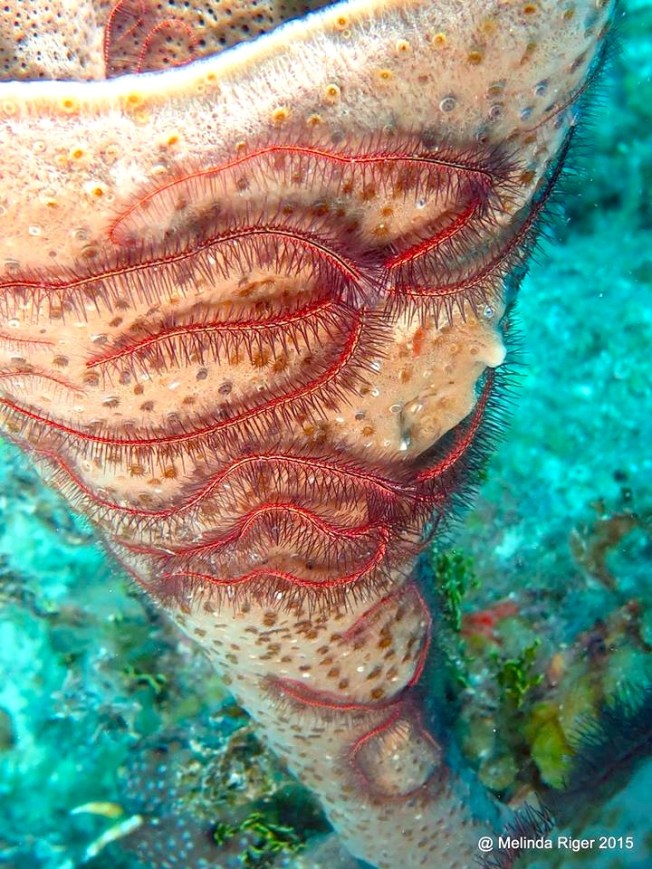 Sponge & Brittle Star ©Melinda Riger @GB Scuba