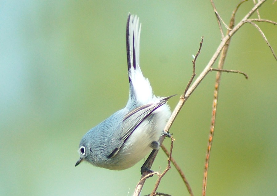 Blue-Gray Gnatcatcher, Treasure Cay, Abaco (Becky Marvil)