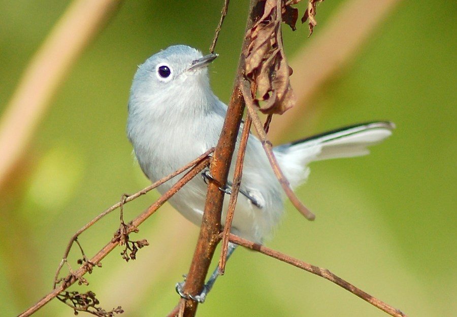 Blue-Gray Gnatcatcher, Treasure Cay, Abaco (Becky Marvil)