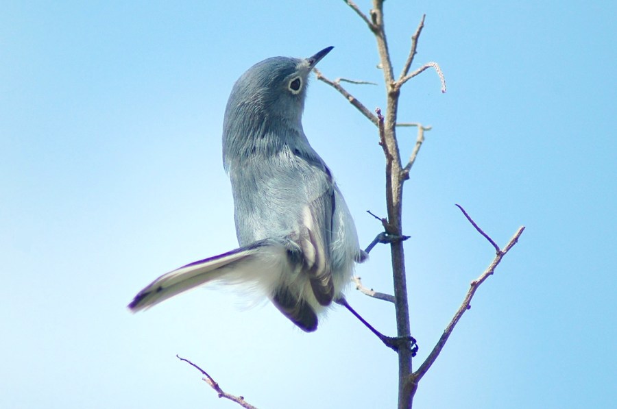 Blue-Gray Gnatcatcher, Treasure Cay, Abaco (Becky Marvil)