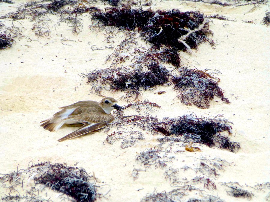 Wilson's Plover, Delphi, Abaco - broken wing display (Clare Latimer)