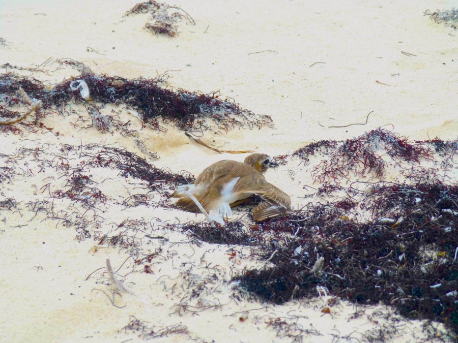 Wilson's Plover, Delphi, Abaco - broken wing display (Clare Latimer)