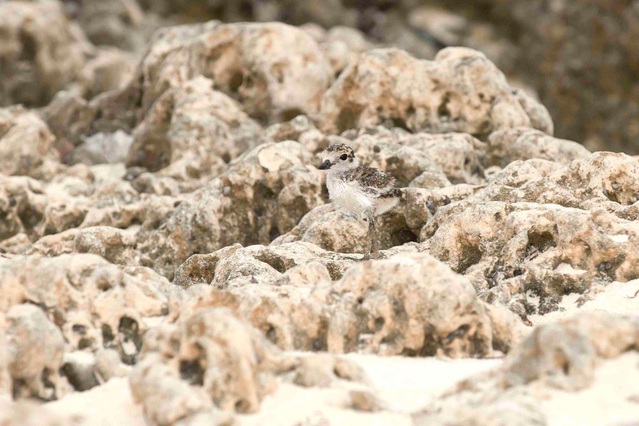Wilson's Plover chick. Delphi.Abaco Bahamas.6.13.Tom Sheley