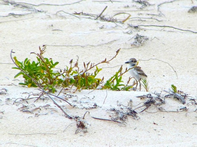 Wilson's Plover Chick, Delphi Beach, Abaco (Keith Salvesen)