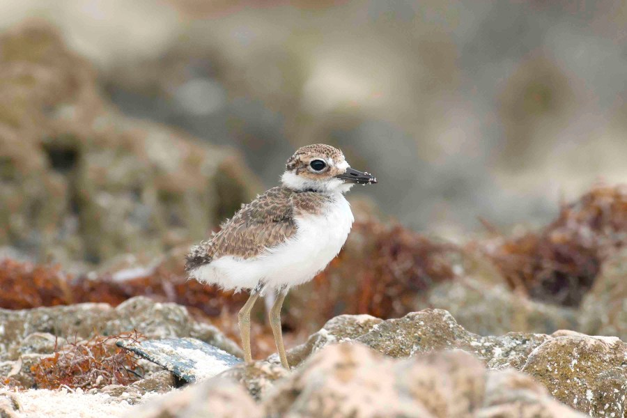 Wilson's Plover chick.Delphi Club.Abaco Bahamas.Tom Sheley