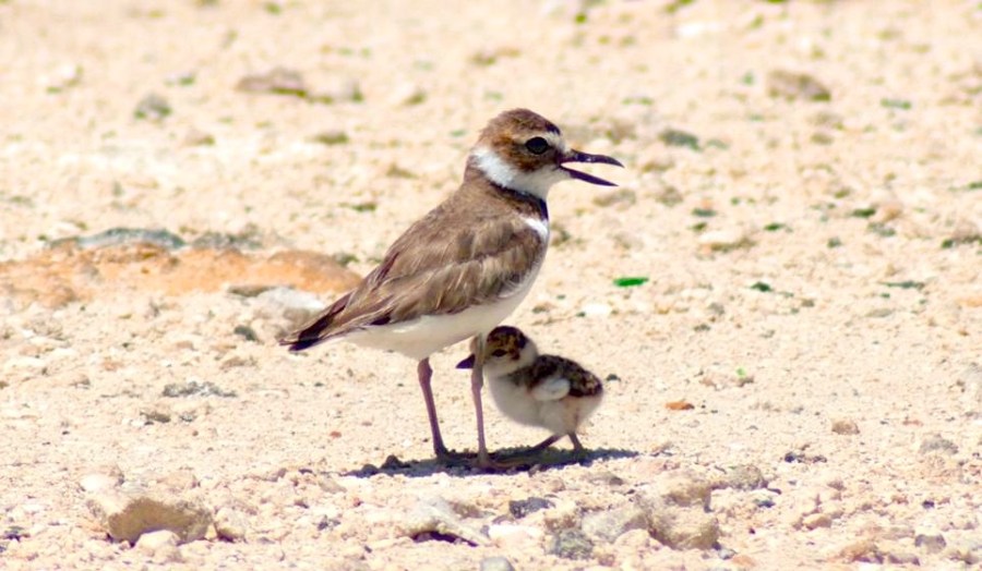 Wilson's Plover & Chick, Delphi, Abaco (Sandy Walker)