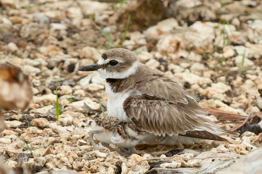 Wilson's Plover + chicks 2.Abaco Bahamas.6.13.Tom Sheley