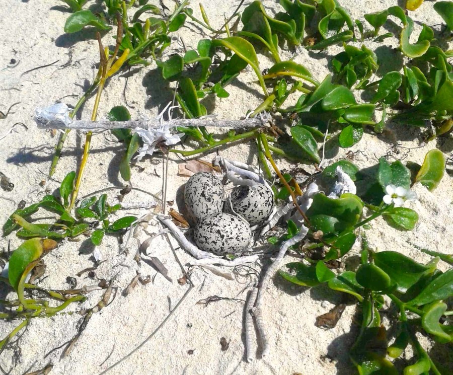 Wilson's Plover nest, Delphi Beach, Abaco (Clare Latimer)