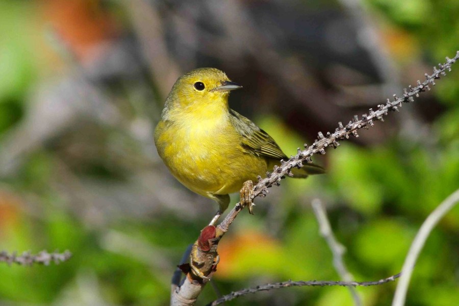 YEWA 2_Bahamas-Great Abaco_5165_Yellow Warbler_Gerlinde Taurer copy