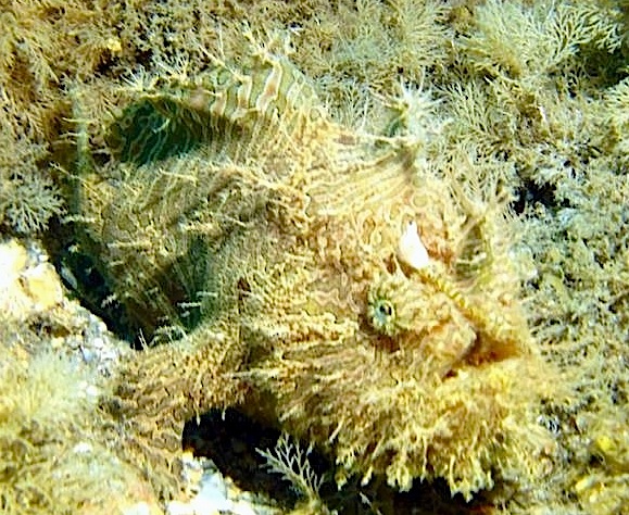 Frogfish (Adam Rees, Scuba Works)