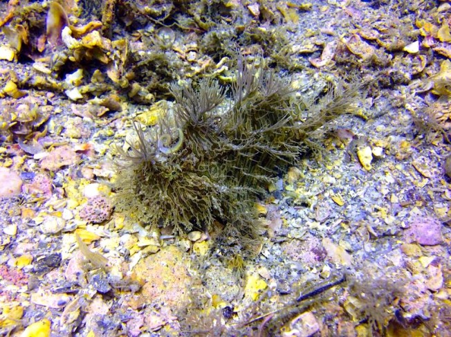 Frogfish (Adam Rees Scuba Works)