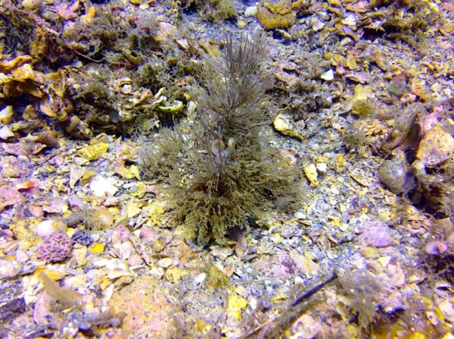 Frogfish (Adam Rees Scuba Works)