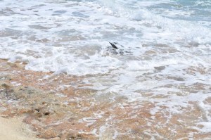 10429826_780040222112196_5624095942981629125_n