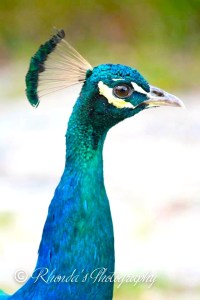 10524740_10152397350053720_2270412119470328978_n