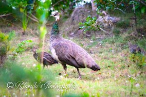 10647090_10152398010393720_8268702990135221309_n