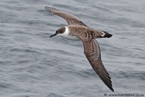 Great Shearwater in flight (Hardaker)
