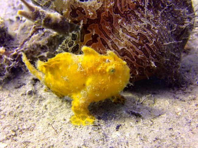 Frogfish (Adam Rees Scuba Works)