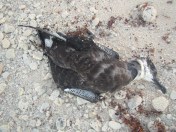 11406243_10153041925951245_9107566668485466585_o