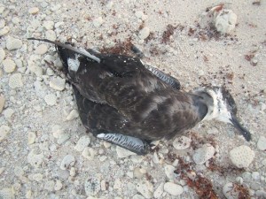 11406243_10153041925951245_9107566668485466585_o