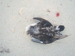 11537917_10153041926991245_4040884745830449528_o