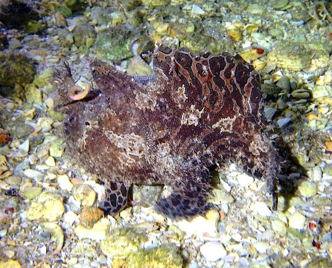 Frogfish (Adam Rees, Scuba Works)