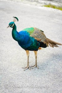 1610795_10152397349768720_8542277013207863186_n