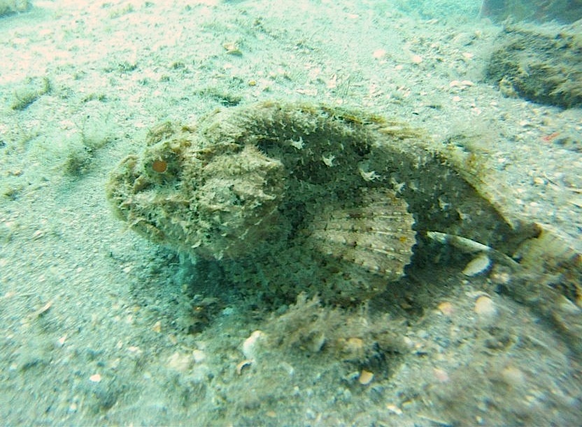 Frogfish (Adam Rees, Scuba Works)