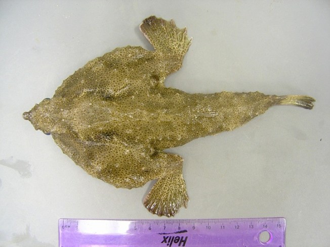 Batfish (Brenda Bowling, Texas Parks & Wildlife Department)