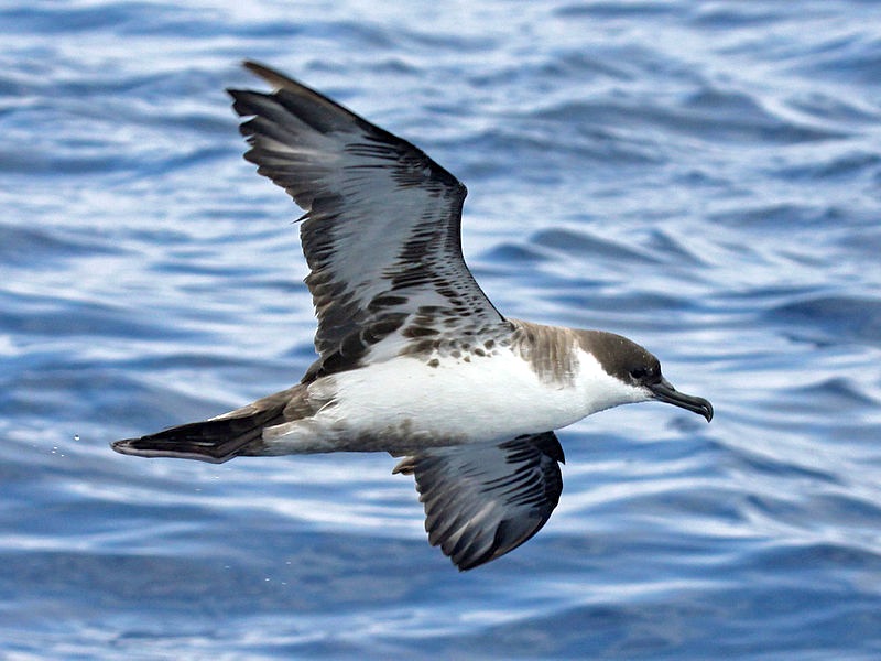 Great Shearwater (part of a die-back event on Abaco) - Dick Daniels