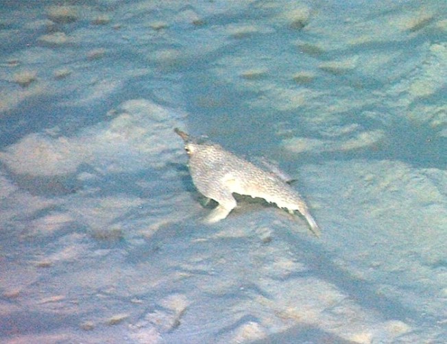 Batfish, Abaco, Bahamas -2 (Bob Williams)