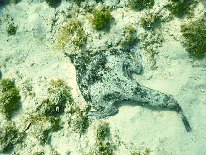 Batfish, Man-o-War Cay, Abaco (Cheryl Marx McKee)