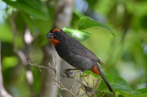 Great Antillean Bullfinch, Abaco (Charles Skinner)
