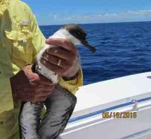 Great Shearwater, Abaco boated (Woody Bracey)
