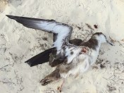 Great Shearwater (dec'), Abaco (Melissa Maura)