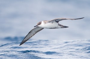 Great Shearwater Puffinus gravis (JJ Harrison Wiki)