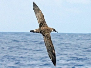 Great_Shearwater_RWD3b Dick Daniels