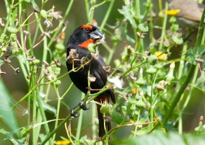 Greater Antillean Bullfinch, Abaco (Erik Gauger)
