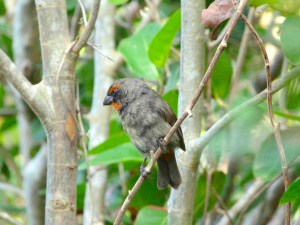 Greater Antillean Bullfinch, Abaco (Keith Salvesen)