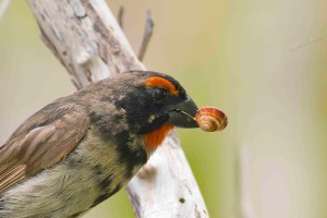 Greater Antillean Bullfinch immature with snail 2.Delphi Club.Abaco (Tom Sheley)