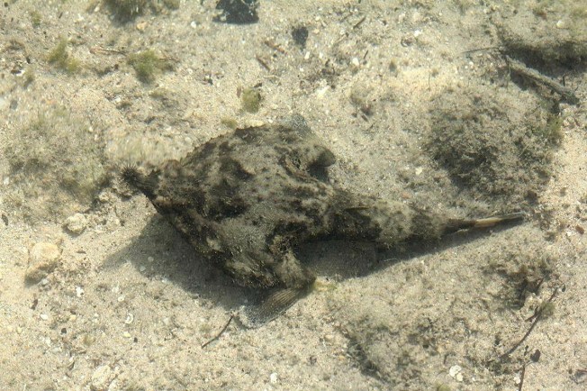 Batfish (?Shortnose), Abaco Waters (FB, source unclear)