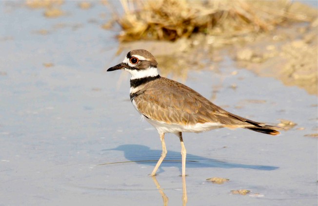 Kildeer, Abaco (Bruce Hallett)