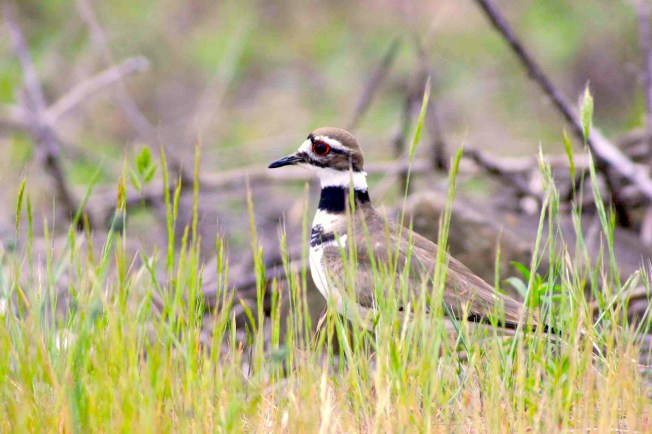 Killdeer, Abaco (Erik Gauger)