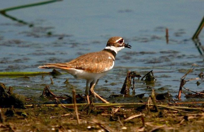 KIlldeer (Danny Sauvageau)
