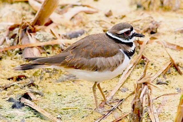 Killdeer - Harrold & Wilson Ponds, NP (Rick Lowe) copy