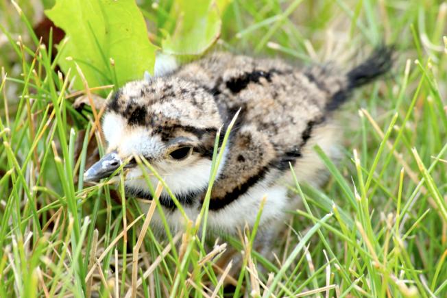 Killdeer hatchling (NTox)