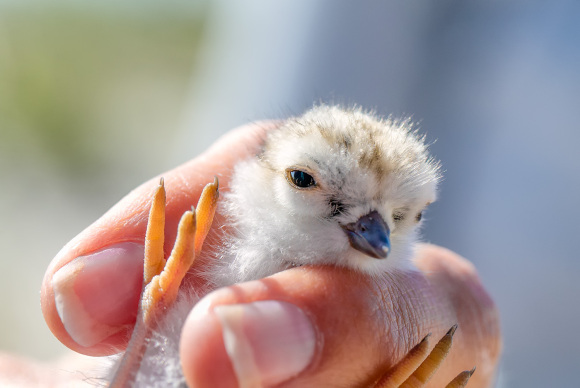 lbi-piping-plover-chick