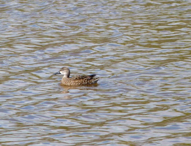 Northern Pintail (f), Abaco (Keith Salvesen)